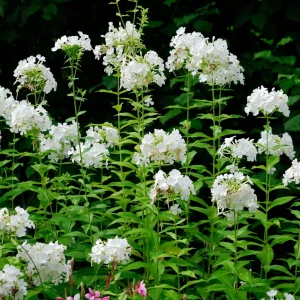 White Hardy Tall Phlox Seeds - 25 Seeds - Cold & Drought Resistant - Outdoor - Image 9