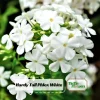 White Hardy Tall Phlox Seeds - 25 Seeds - Cold & Drought Resistant - Outdoor - Image 1