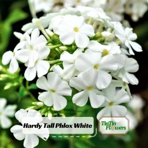White Hardy Tall Phlox Seeds - 25 Seeds - Cold & Drought Resistant - Outdoor - Image 1