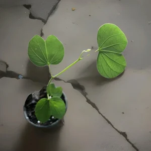 White Hong Kong Orchid Tree Live Plant 12-18