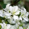 White Hong Kong Orchid Tree Live Plant 12-18" Tall in 4" Pot - Tropical Indoor/Outdoor - Image 1