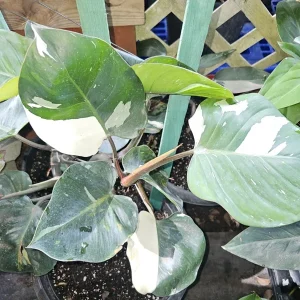 White Knight Philodendron Live Plant – Variegated Houseplant – 4 inch Pot – Indoor/Outdoor - Image 1