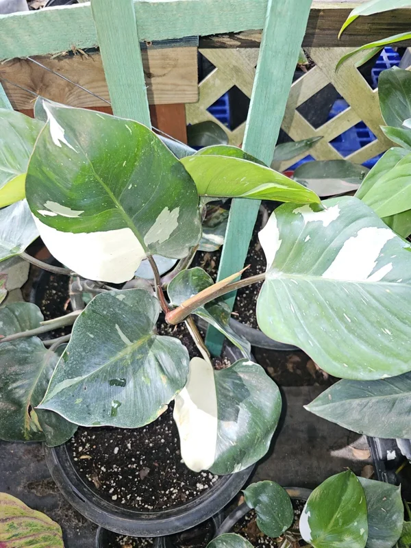 White Knight Philodendron Live Plant – Variegated Houseplant – 4 inch Pot – Indoor/Outdoor - Image 1
