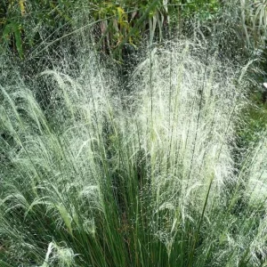 White Muhly Grass Live Plant – 4 to 6 inch Tall Ornamental Grass - Image 2