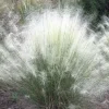 White Muhly Grass Live Plant – 4 to 6 inch Tall Ornamental Grass - Image 1