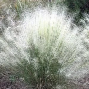White Muhly Grass Live Plant – 4 to 6 inch Tall Ornamental Grass - Image 1