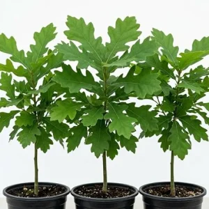 White Oak Live Tree - Pack of 2, 6-12