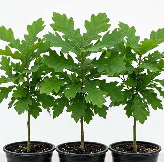 White Oak Live Tree - Pack of 2, 6-12" Tall in 4" Pot - Hardy Deciduous Shade Tree - Image 6