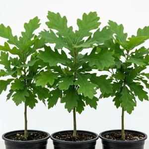 White Oak Live Tree - Pack of 2, 6-12