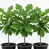 White Oak Live Tree - Pack of 2, 6-12" Tall in 4" Pot - Hardy Deciduous Shade Tree - Image 1