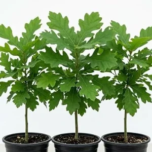 White Oak Live Tree - Pack of 2, 6-12" Tall in 4" Pot - Hardy Deciduous Shade Tree - Image 1