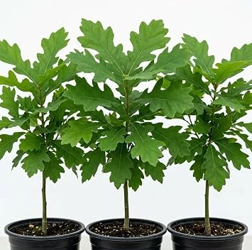 White Oak Live Tree - Pack of 2, 6-12" Tall in 4" Pot - Hardy Deciduous Shade Tree - Image 1