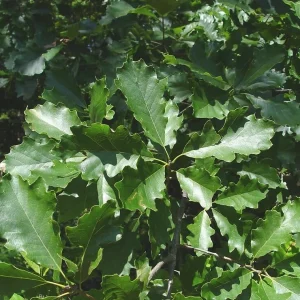 White Oak Tree Live Plant 6-12 Inch Tall in 4 Inch Pot - Hardy Outdoor Deciduous - Image 5