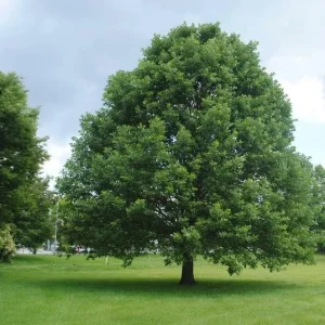White Oak Tree Live Plant 6-12 Inch Tall in 4 Inch Pot - Hardy Outdoor Deciduous - Image 6