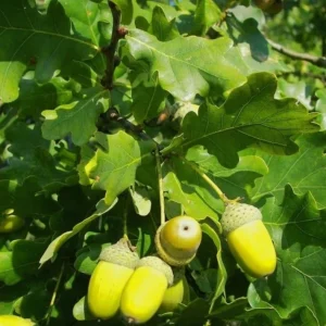 White Oak Tree Live Plant 6-12 Inch Tall in 4 Inch Pot - Hardy Outdoor Deciduous - Image 7