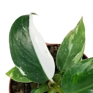 White Princess Philodendron Live Plant – 4 inch Pot – Indoor Houseplant - Image 2