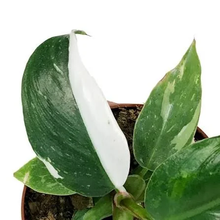 White Princess Philodendron Live Plant – 4 inch Pot – Indoor Houseplant - Image 2