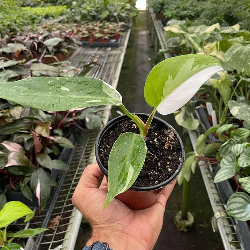 White Princess Philodendron Live Plant – 4 inch Pot – Indoor Houseplant - Image 3