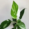 White Princess Philodendron Live Plant – 4 inch Pot – Indoor Houseplant - Image 1