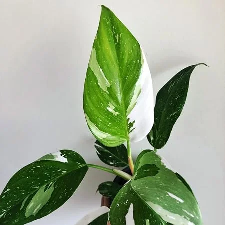 White Princess Philodendron Live Plant – 4 inch Pot – Indoor Houseplant - Image 1