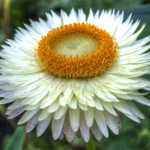 White Strawflower Seeds - Perennial Flowers - 100 Non-GMO Seeds - Image 10