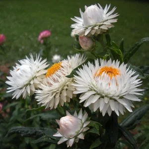 White Strawflower Seeds - Perennial Flowers - 100 Non-GMO Seeds - Image 11