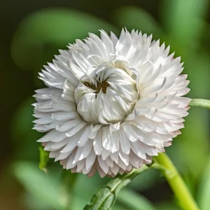 White Strawflower Seeds - Perennial Flowers - 100 Non-GMO Seeds - Image 12