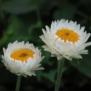 White Strawflower Seeds - Perennial Flowers - 100 Non-GMO Seeds - Image 13