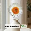 White Strawflower Seeds - Perennial Flowers - 100 Non-GMO Seeds - Image 1