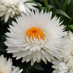 White Strawflower Seeds - Perennial Flowers - 100 Non-GMO Seeds - Image 2