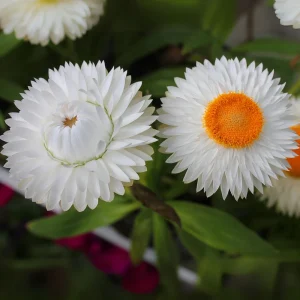 White Strawflower Seeds - Perennial Flowers - 100 Non-GMO Seeds - Image 3