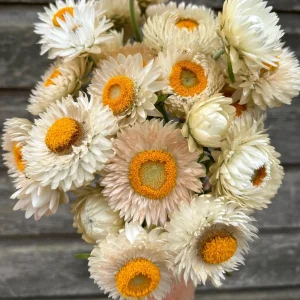 White Strawflower Seeds - Perennial Flowers - 100 Non-GMO Seeds - Image 4
