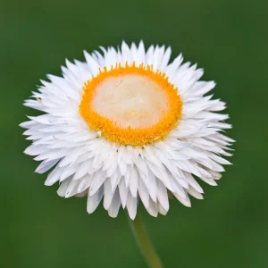 White Strawflower Seeds - Perennial Flowers - 100 Non-GMO Seeds - Image 5