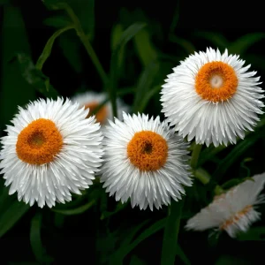 White Strawflower Seeds - Perennial Flowers - 100 Non-GMO Seeds - Image 6