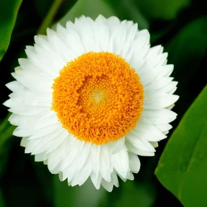 White Strawflower Seeds - Perennial Flowers - 100 Non-GMO Seeds - Image 7