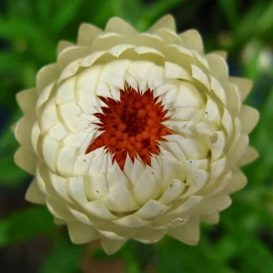 White Strawflower Seeds - Perennial Flowers - 100 Non-GMO Seeds - Image 8
