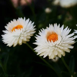 White Strawflower Seeds - Perennial Flowers - 100 Non-GMO Seeds - Image 9