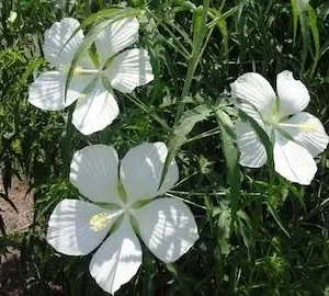 White Texas Star Hibiscus Live Plant – 4in Tall – Outdoor Shrub - Image 2