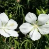 White Texas Star Hibiscus Live Plant – 4in Tall – Outdoor Shrub - Image 1