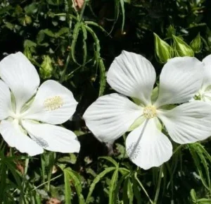 White Texas Star Hibiscus Live Plant – 4in Tall – Outdoor Shrub - Image 1