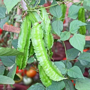 Winged Bean Seeds - 10 Count Pack - Fast Growing Tropical Vegetable - Image 11