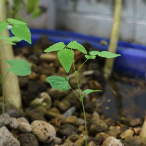 Winged Bean Seeds - 10 Count Pack - Fast Growing Tropical Vegetable - Image 12
