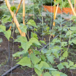 Winged Bean Seeds - 10 Count Pack - Fast Growing Tropical Vegetable - Image 14