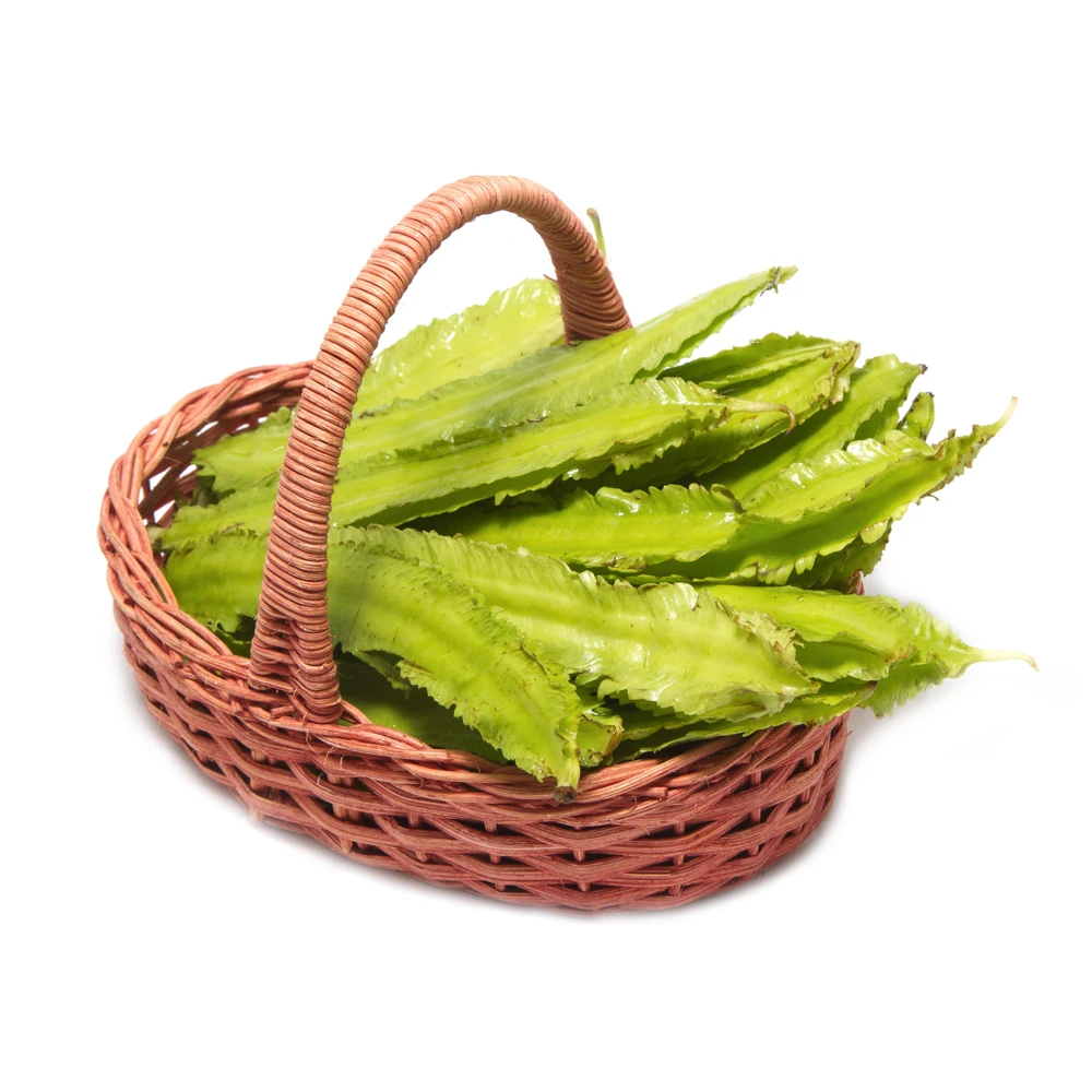 Winged Bean Seeds - 10 Count Pack - Fast Growing Tropical Vegetable - Image 4