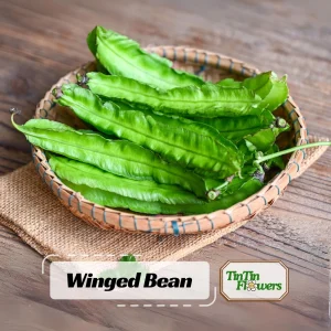 Winged Bean Seeds - 10 Count Pack - Fast Growing Tropical Vegetable - Image 1