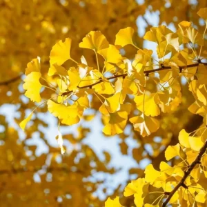 Yellow Ginkgo Tree Live Plant - Maidenhair Tree 8-12