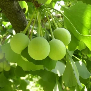 Yellow Ginkgo Tree Live Plant - Maidenhair Tree 8-12