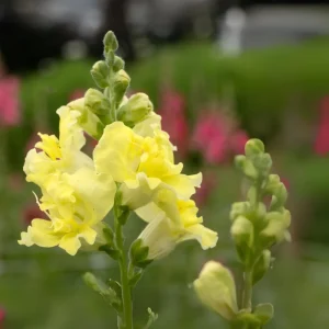 Yellow Madame Butterfly Snapdragon Seeds - Cold Resistant - 30 Seeds - Attracts Pollinators - Image 11