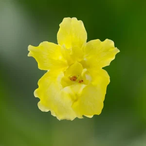 Yellow Madame Butterfly Snapdragon Seeds - Cold Resistant - 30 Seeds - Attracts Pollinators - Image 12