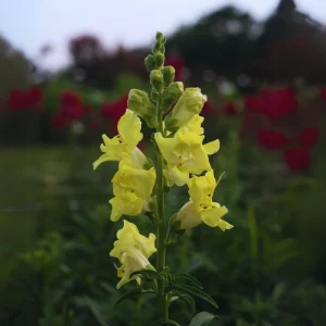 Yellow Madame Butterfly Snapdragon Seeds - Cold Resistant - 30 Seeds - Attracts Pollinators - Image 13